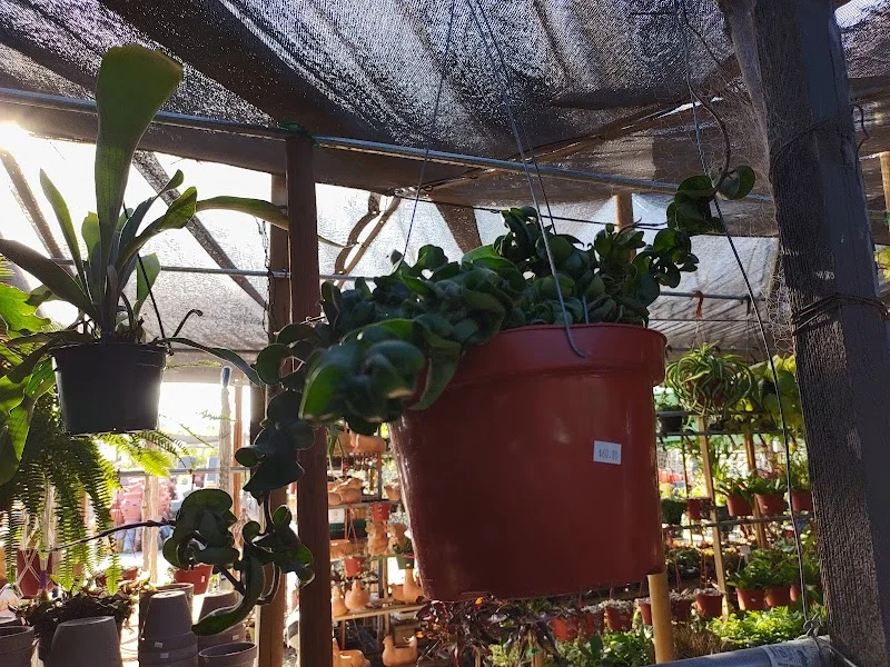 Martinez Nursery