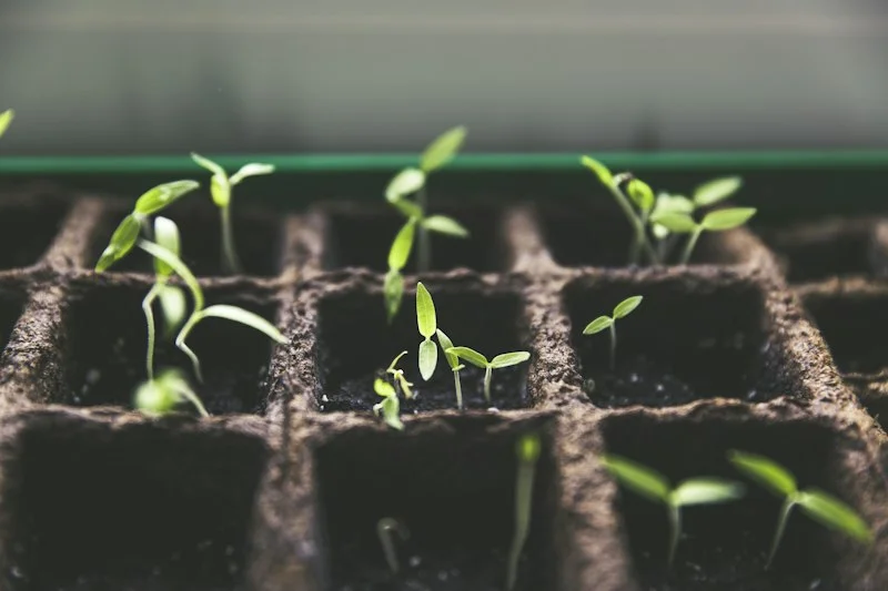 Waterbury Green Thumb Gardening Services