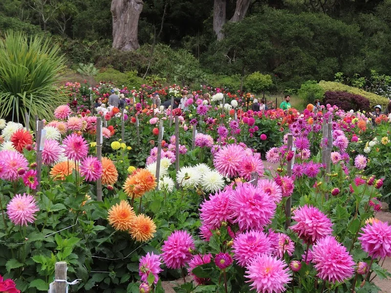 Dahlia Garden